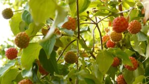 Albero delle fragole: metodi e consigli fondamentali per prendersi cura del Cornus Kousa