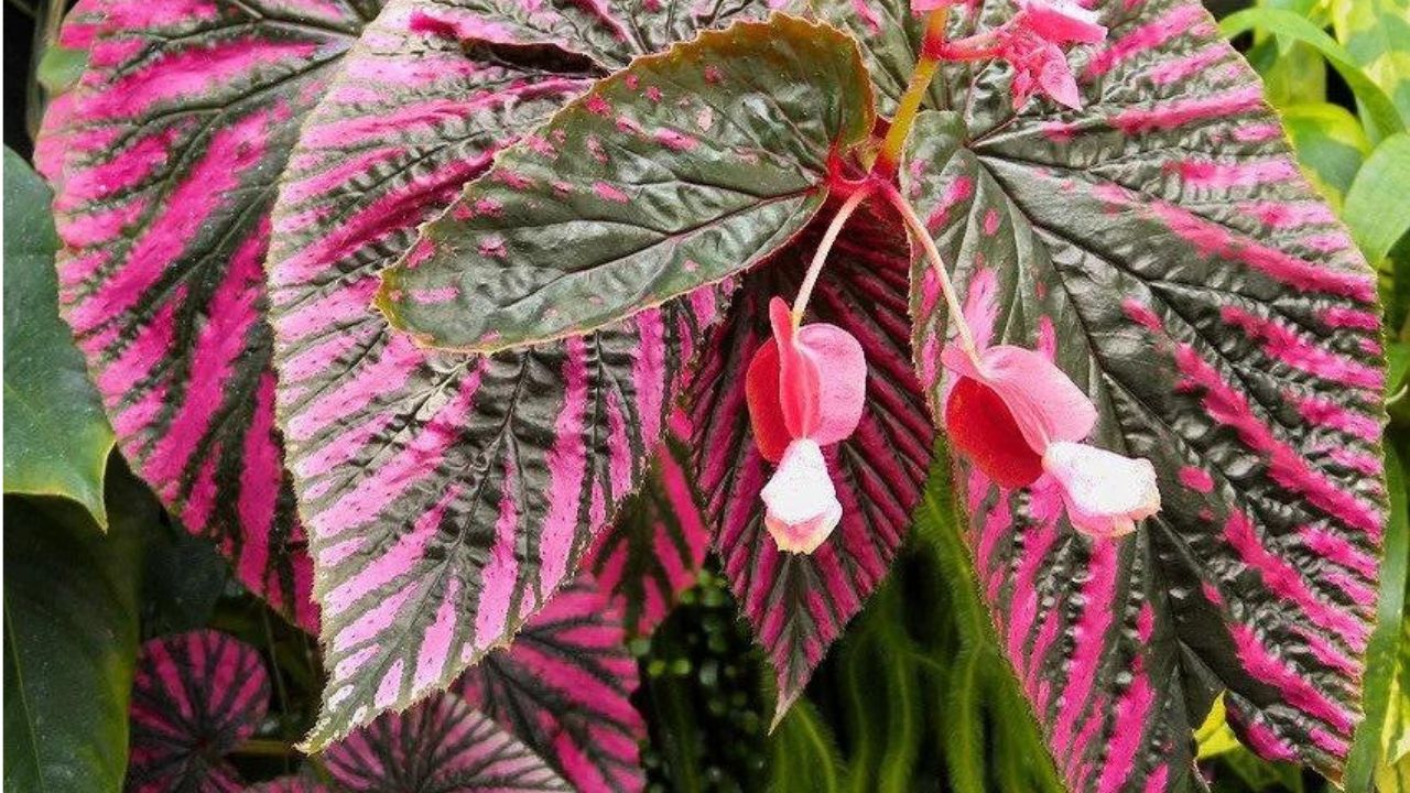 Begonia brevirimosa