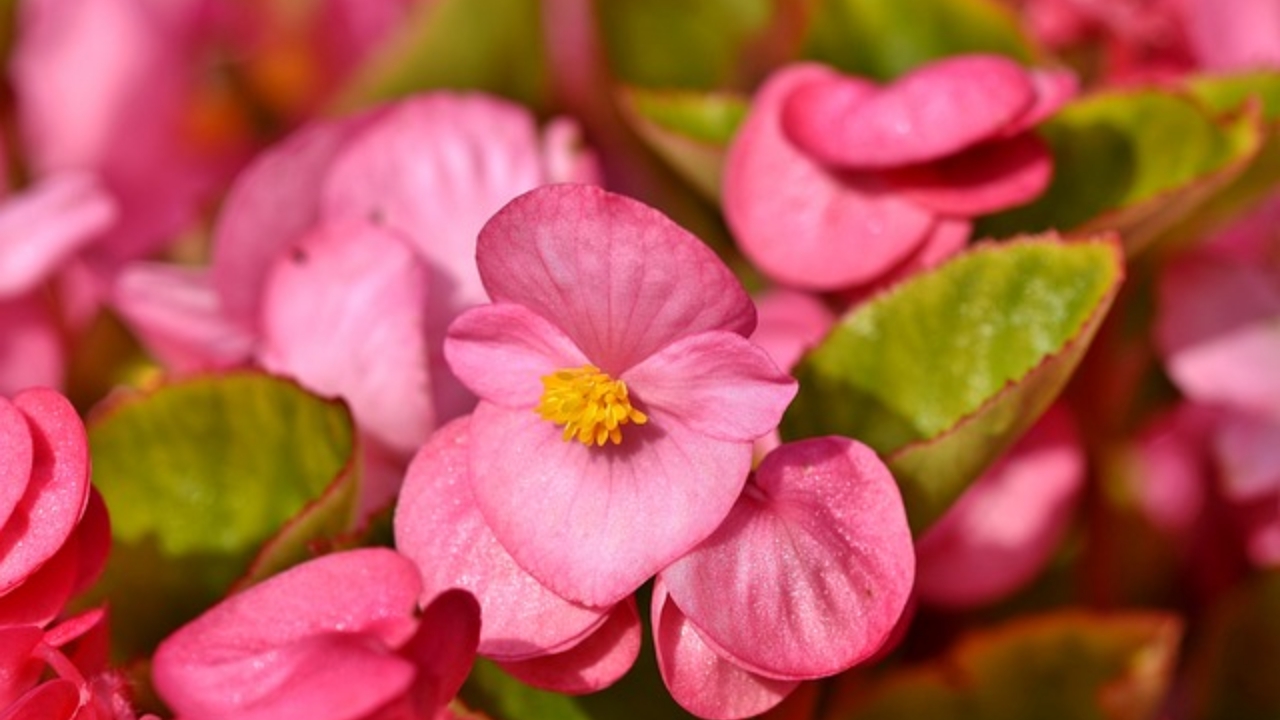 fiore della begonia