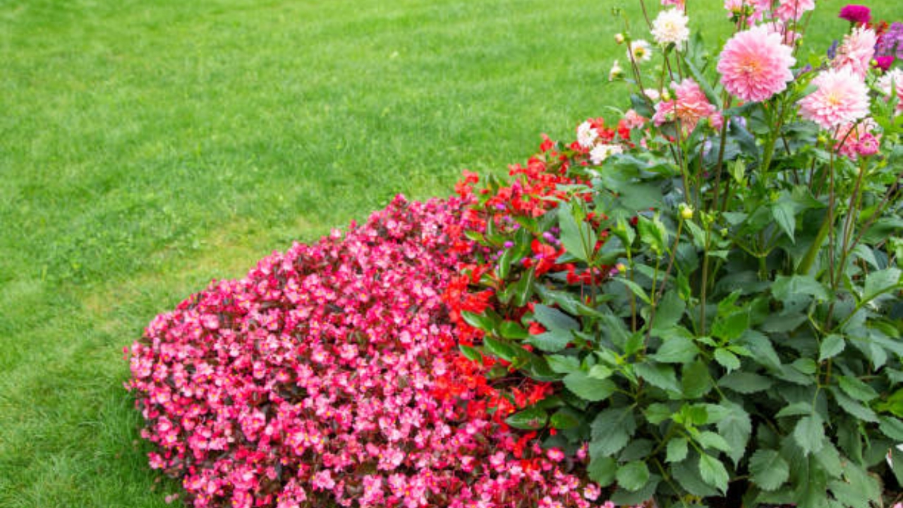 begonia in giardino