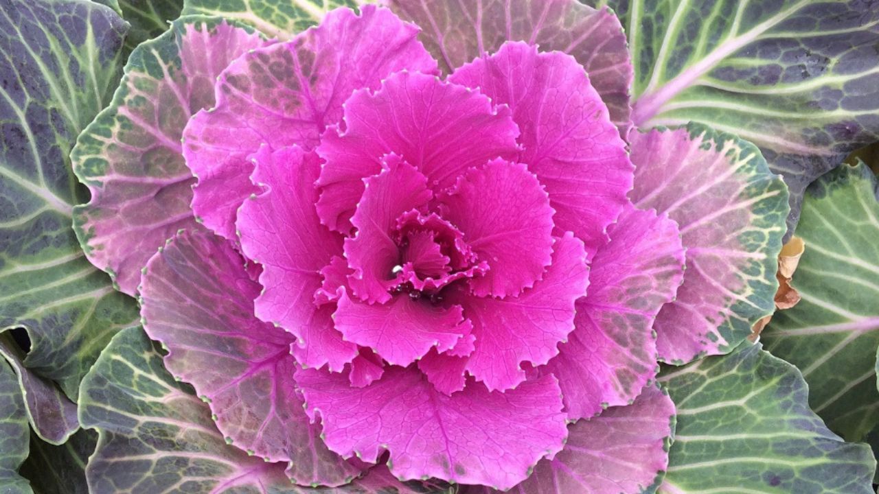 Brassica oleracea