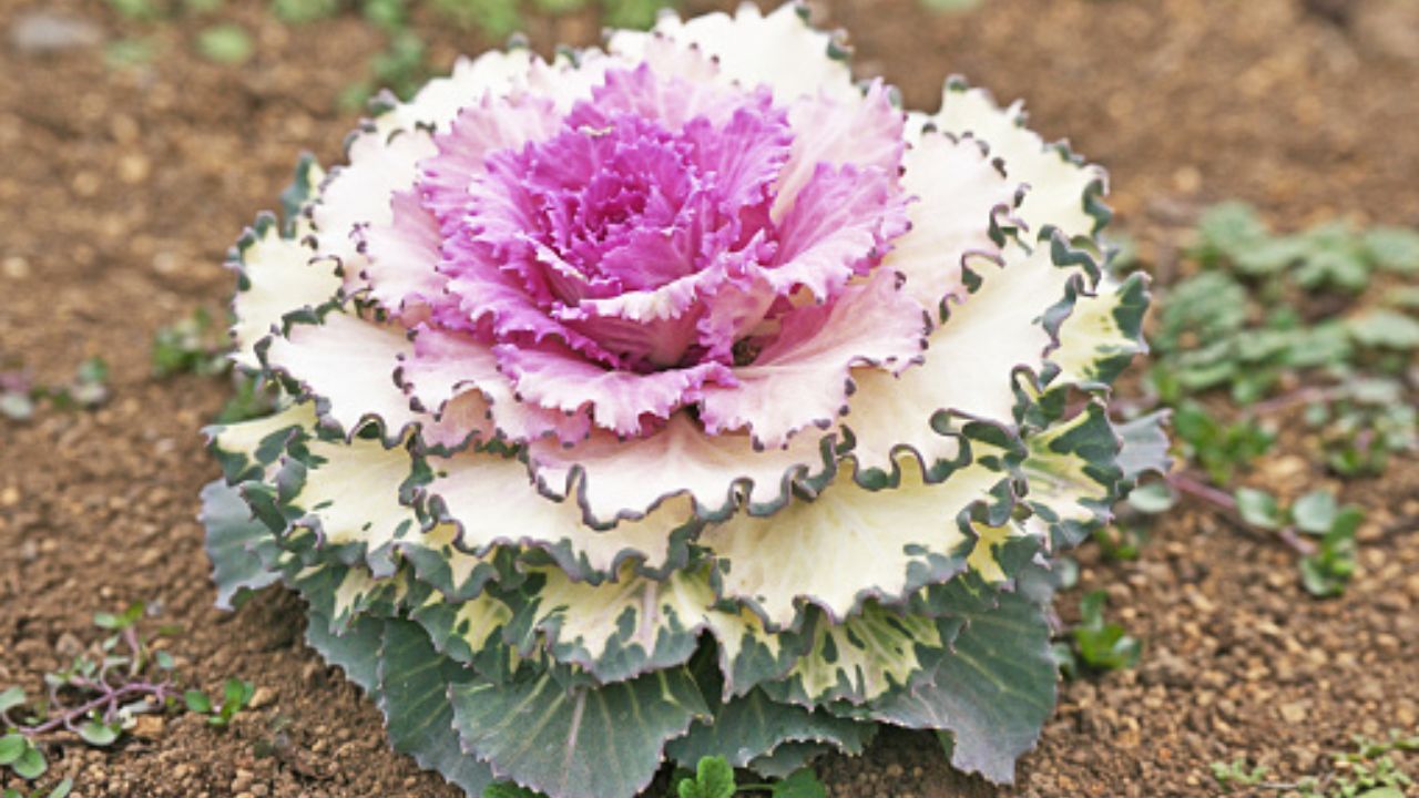 Brassica ornamentale