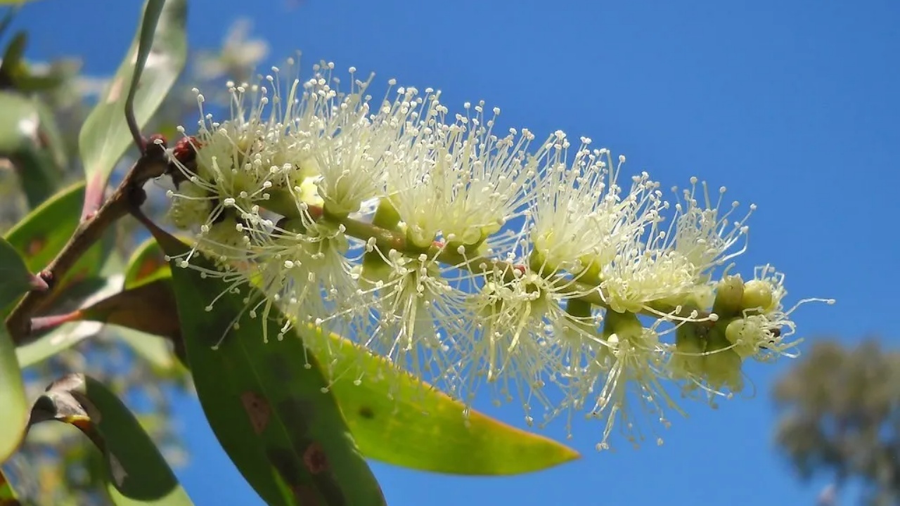 Melaleuca leucadendron