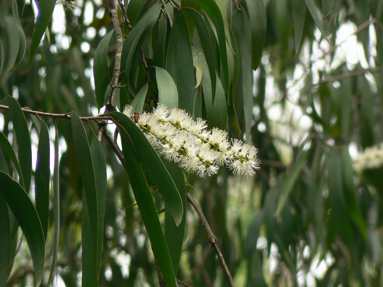 fiore di cajeput