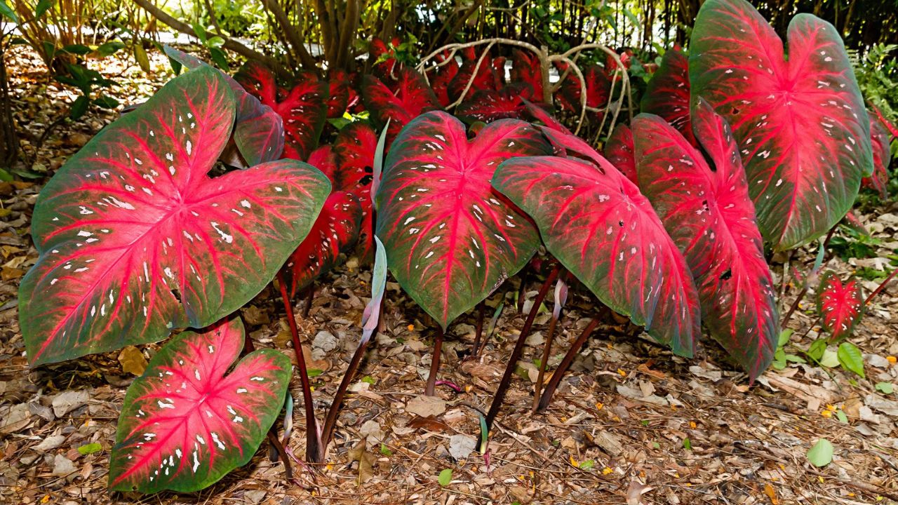 Caladium bicolor