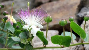 Tutto ciò che non sai sul cappero, il bocciolo di un meraviglioso fiore