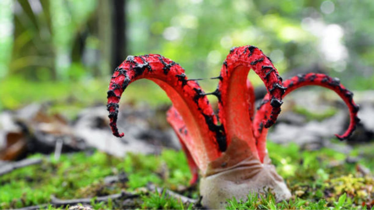 Clathrus archeri