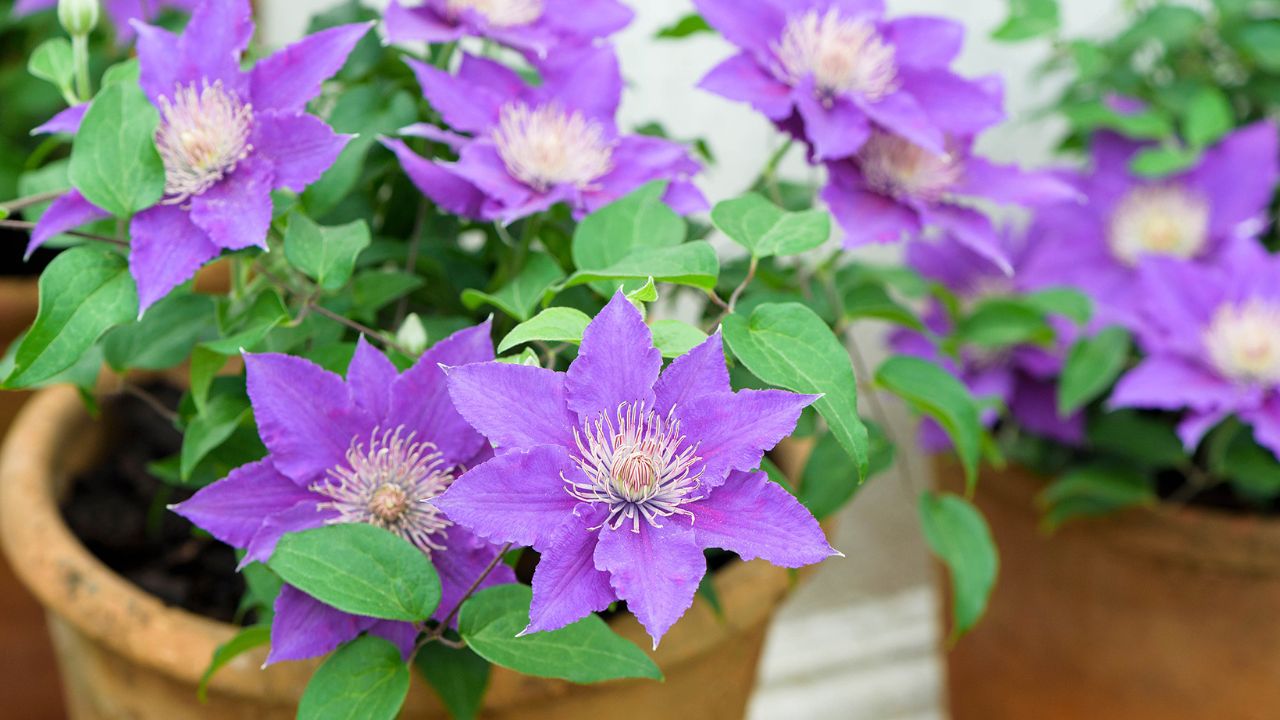 Clematis