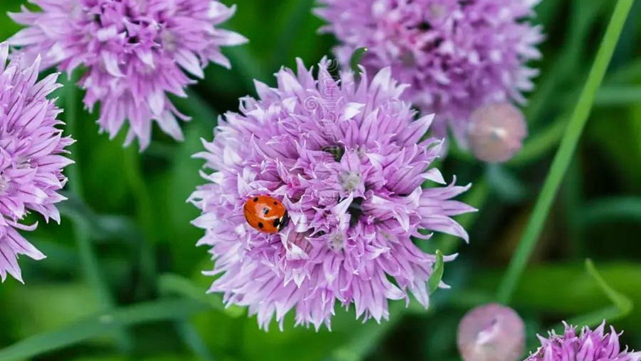 Coccinella e allium