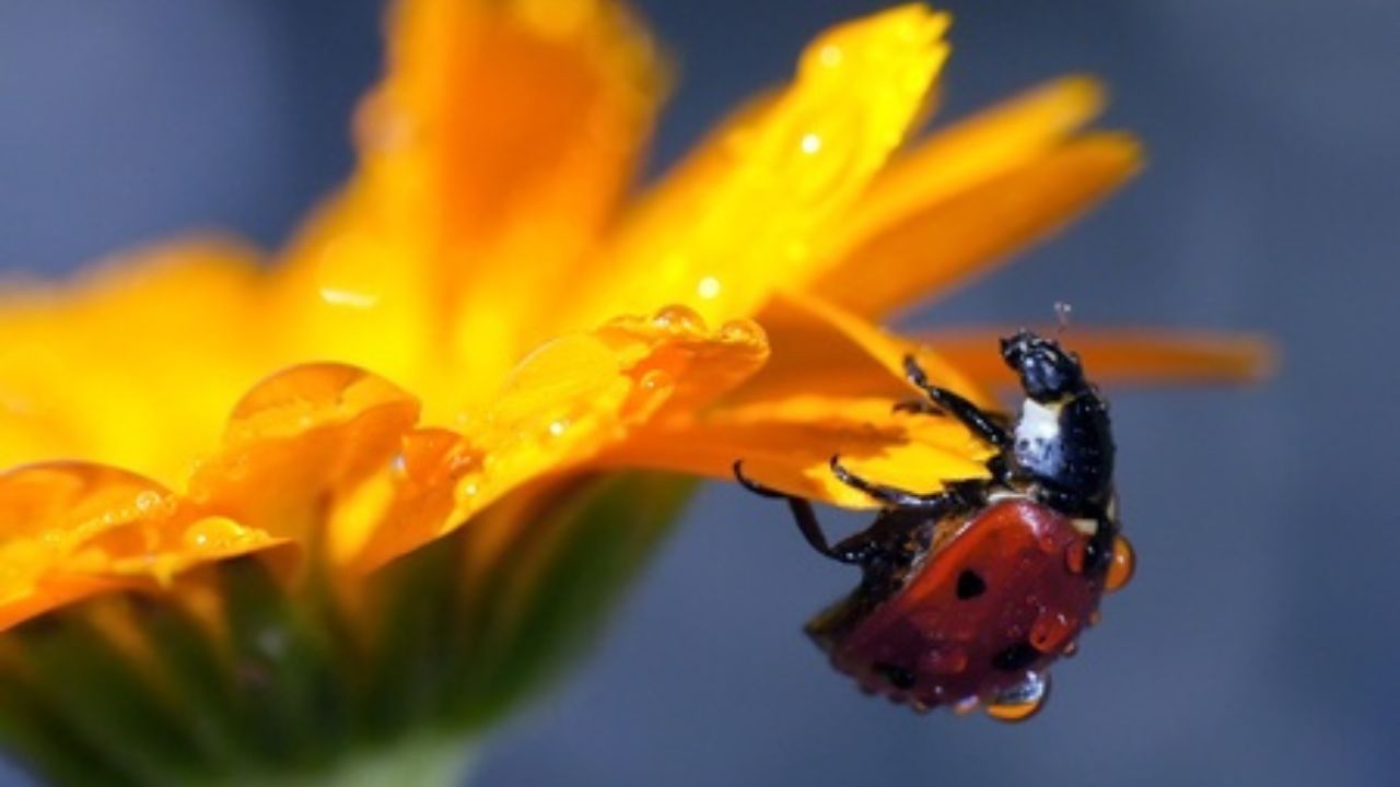 Coccinella e calendula