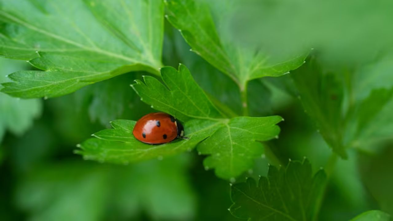 Coccinelle e prezzemolo