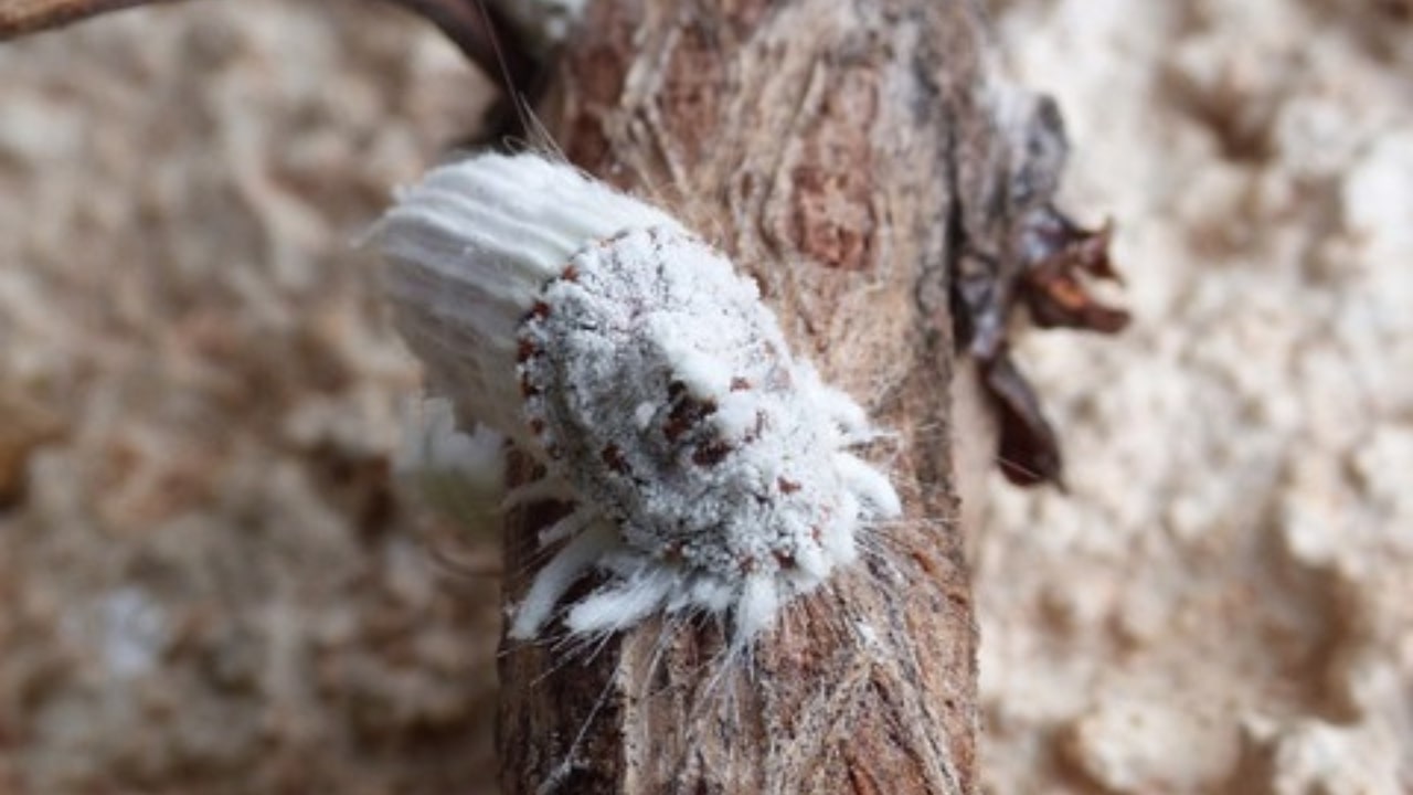 Cocciniglie cotonose esemplare