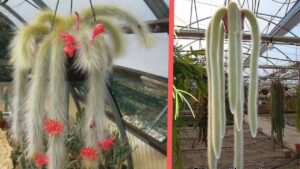 Cleistocactus colademononis: alla scoperta del cactus a coda di scimmia