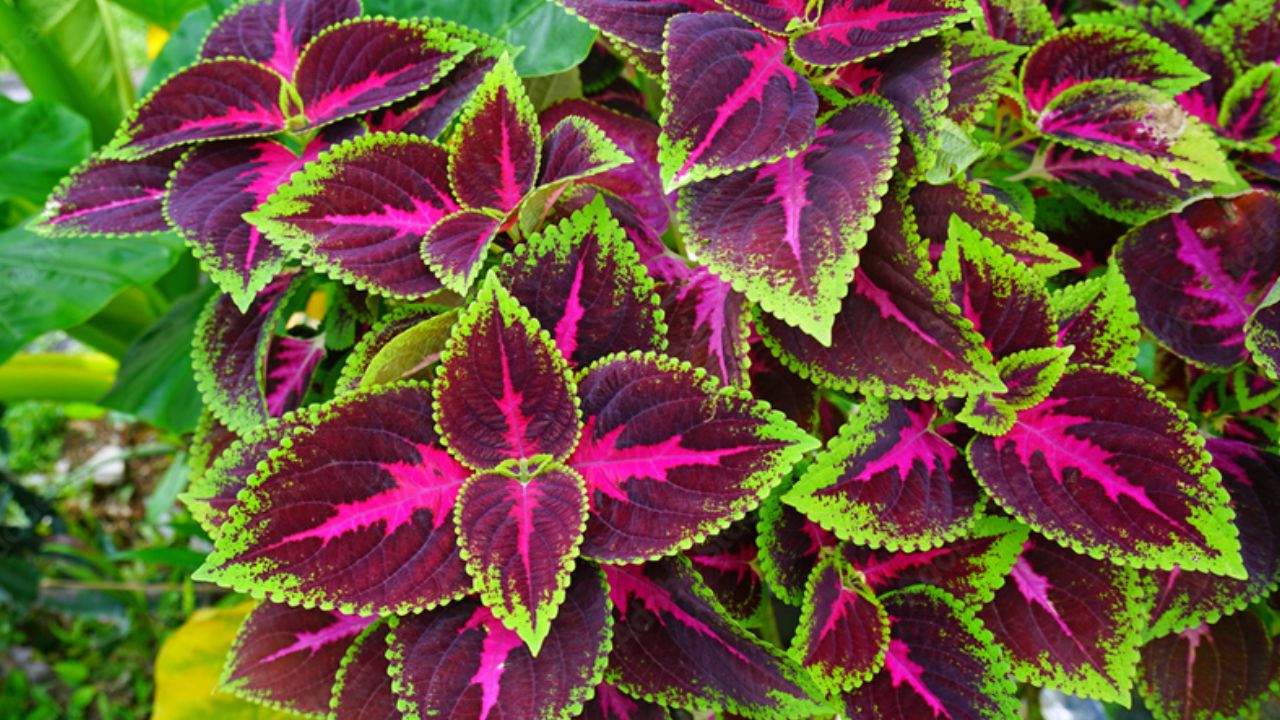 Plectranthus scutellarioides 