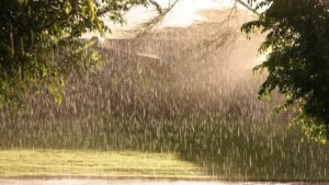 Come recuperare l’acqua piovana e usarla per irrigare l’orto