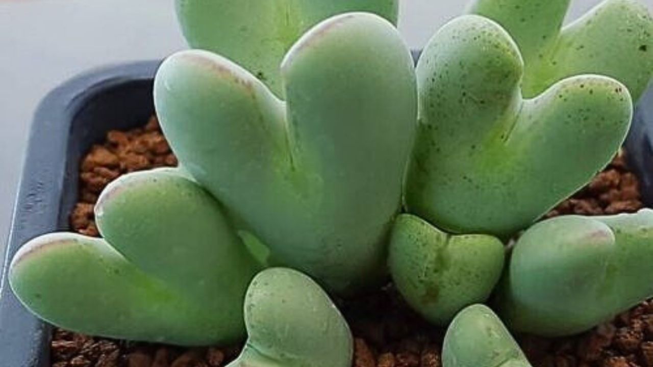 Conophytum bilobum