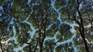 Crown shyness o timidezza delle chiome: ecco di cosa si tratta