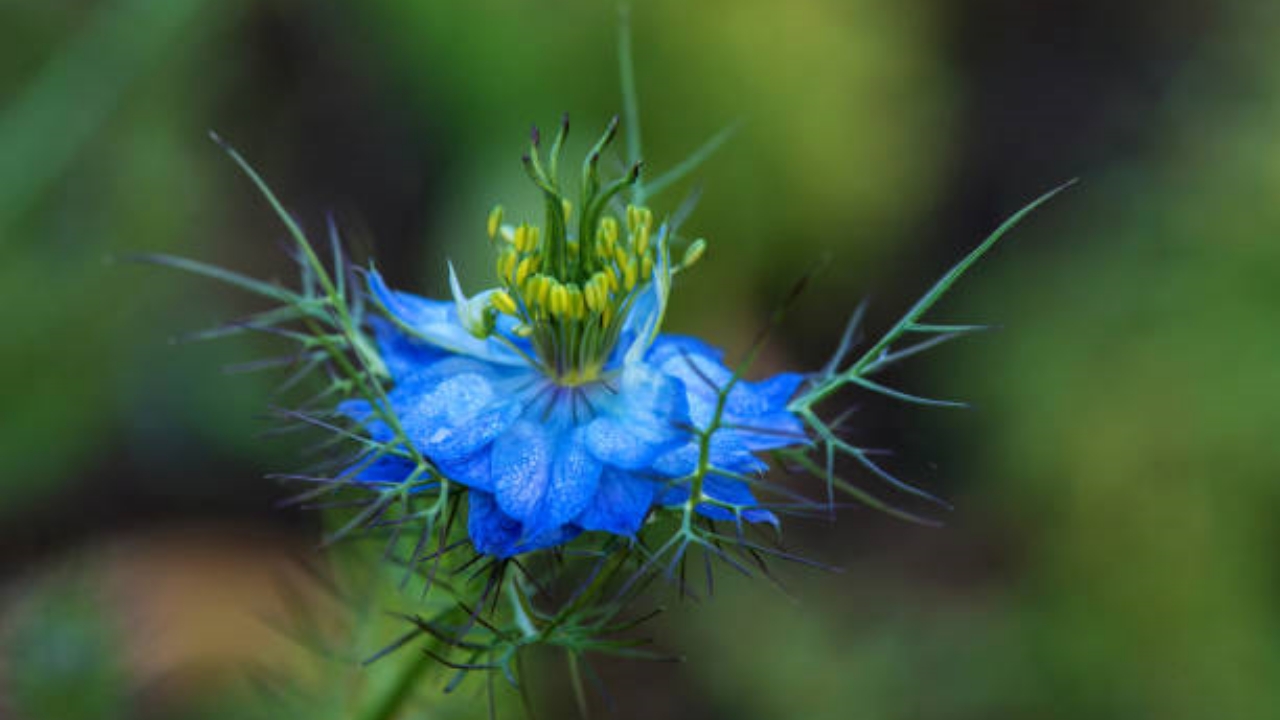 fiore del cumino nero