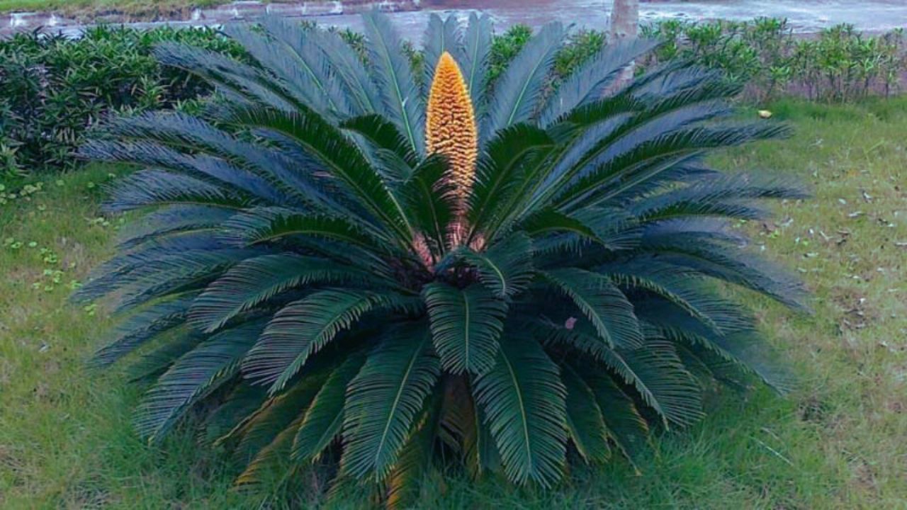 Cycas