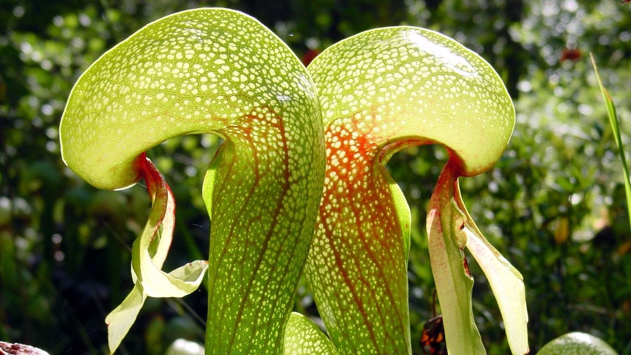 Darlingtonia californica