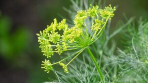 Dill: tutti i segreti per coltivare l’aneto in vaso e in giardino