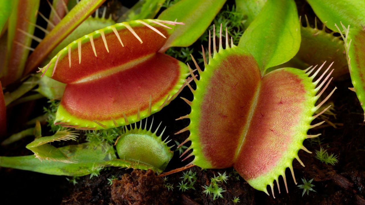 Dionaea muscipula