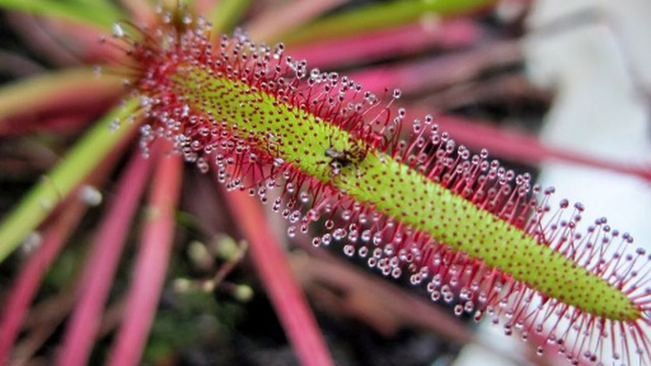 Drosera capensis