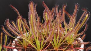 Drosera capensis, la pianta carnivora coi tentacoli