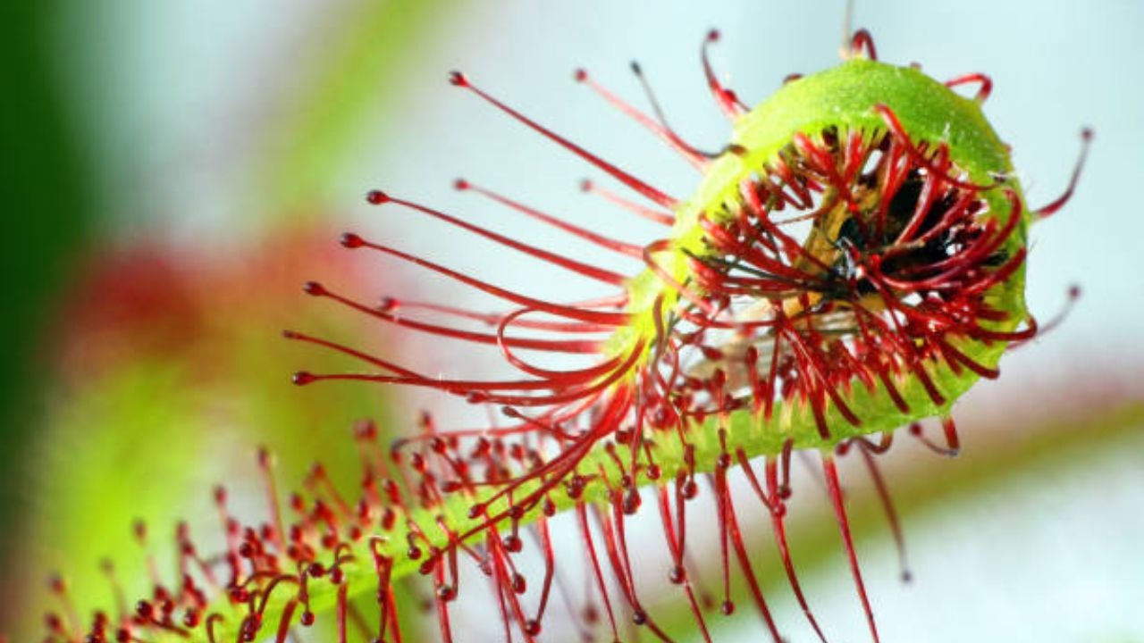 Drosera capensis