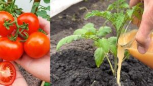 Fertilizzante fatto in casa, i pomodori cresceranno tantissimo: ecco come avere un raccolto precoce e abbondante