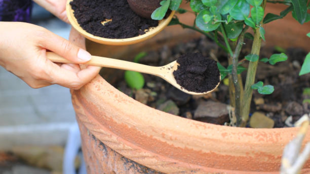 fertilizzante naturale