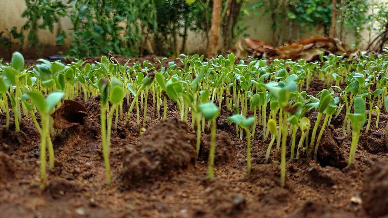 fenugreek germogli