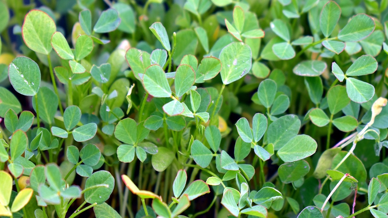 fenugreek