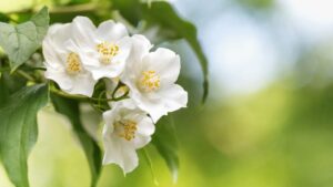 Filadelfo o Fiore dell’angelo, i trucchi per prendersene cura di questa pianta stupenda