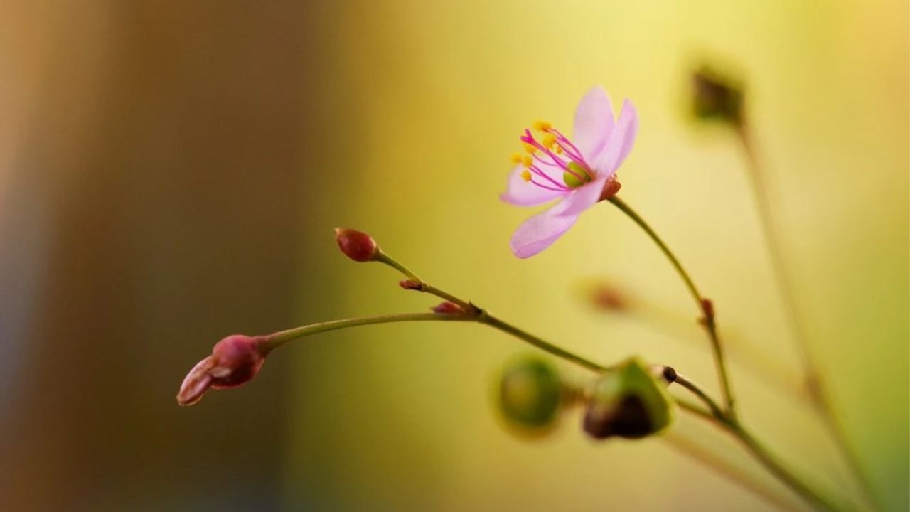 fiori pianta di ginseng