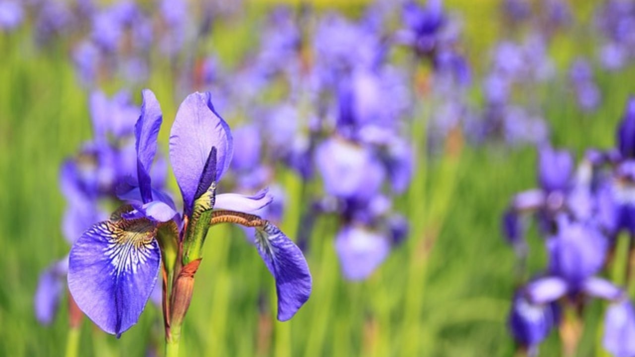 fiori iris