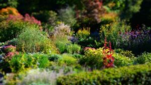 Mille fiori nel tuo giardino: come scegliere le piante che durano tutto l’anno