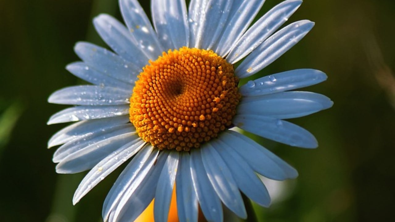 fiori margherite perenni