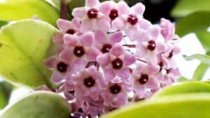 Hoya carnosa: scopri come prenderti cura della pianta coi fiori di cera