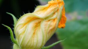 Fiori di zucca: i consigli per conservarli