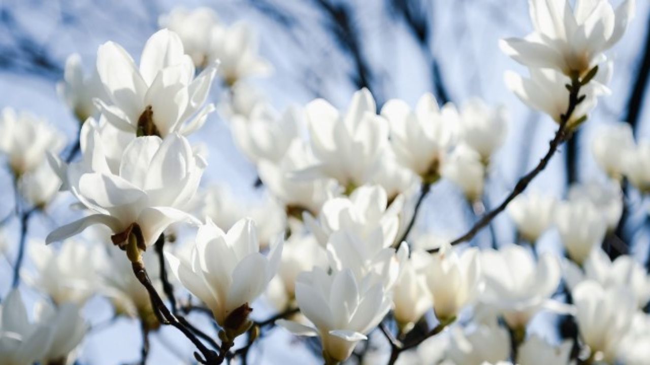 fiori di magnolie bianche