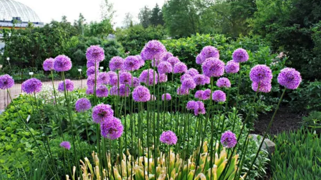 fiori di aglio gigante