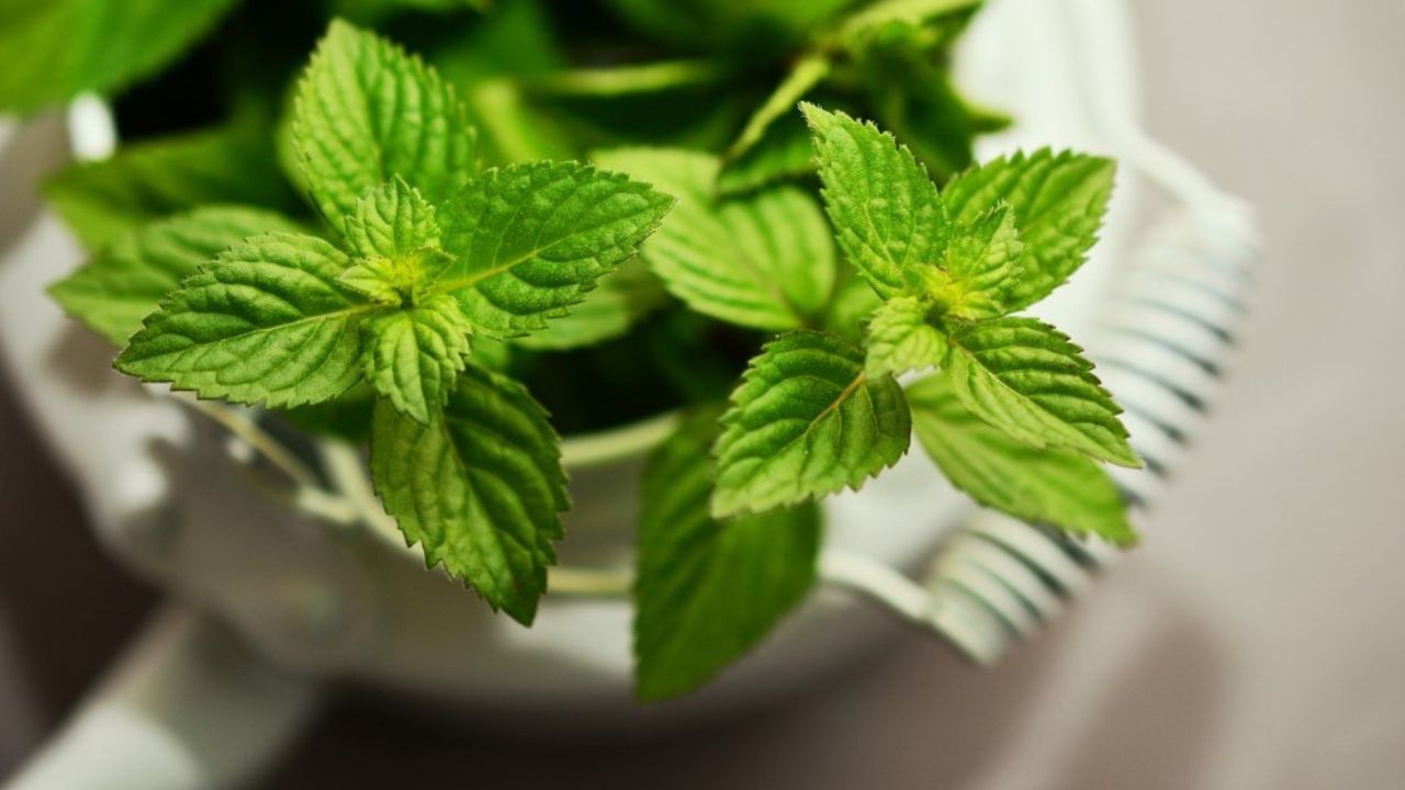 menta piperita in vaso 