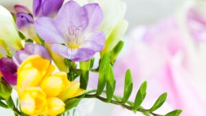 Freesia, come coltivarla sul tuo balcone: il trucco dei giardinieri esperti