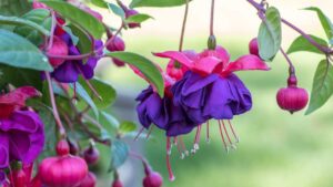 Fuchsia: significato e leggende della pianta dai fiori gioiello