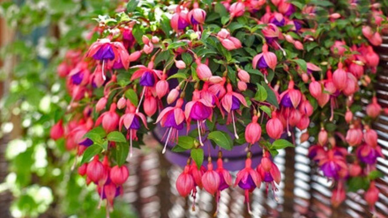 Fuchsia