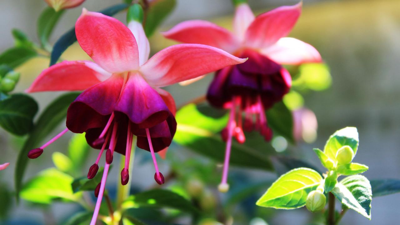 Fuchsia