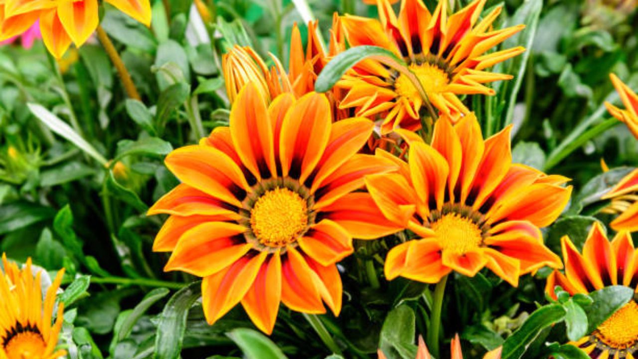 Gazania