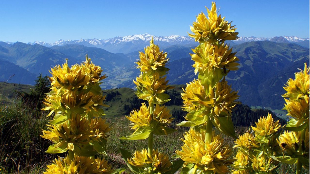 Pianta di genziana falsa