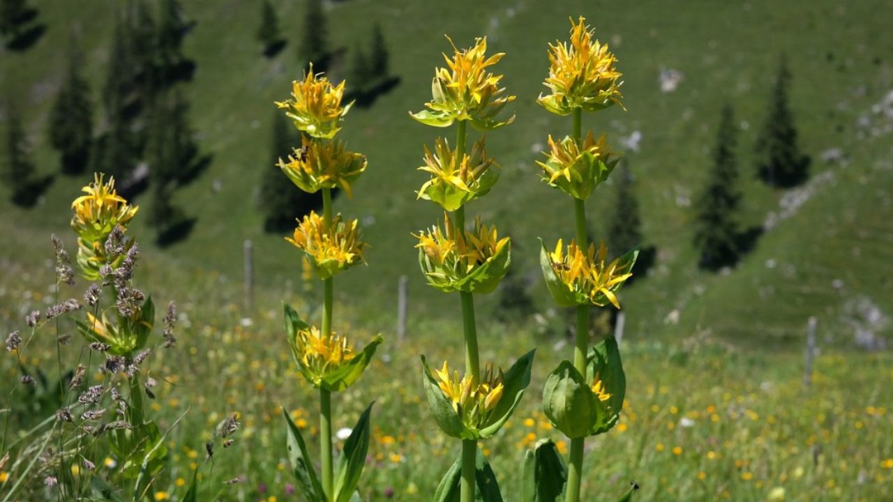 Pianta di genziana in montagna